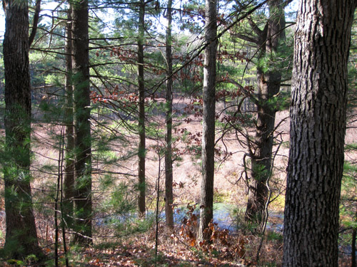the bogs through the trees